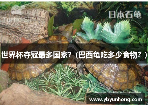 世界杯夺冠最多国家？(巴西龟吃多少食物？)